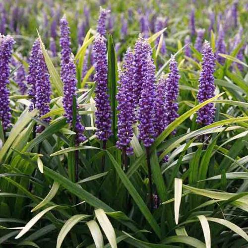 Moneymaker Lilyturf Ornamental Grasses (Liriope Muscari Moneymaker)