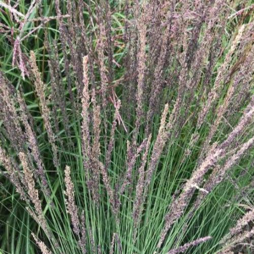 Moorhexe Purple Moor Ornamental Grasses (Molinia Caerulea Moorhexe)