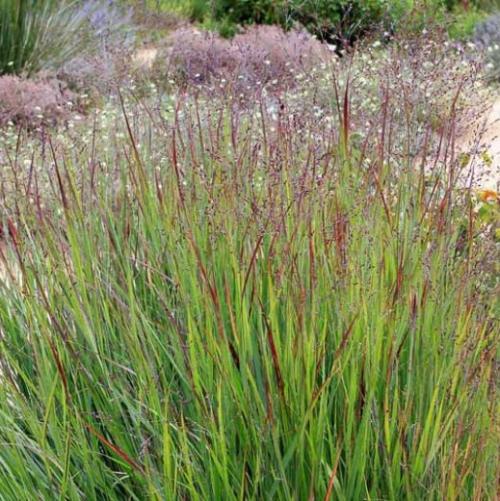 Shenandoah Switchgrass Ornamental Grasses (Panicum Virgatum Shenandoah)
