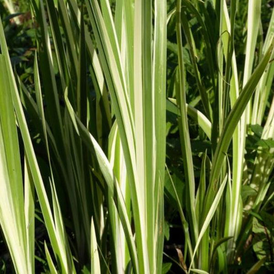 Variegated Sweet Flag Ornamental Grasses (Acorus Calamus Variegatus)