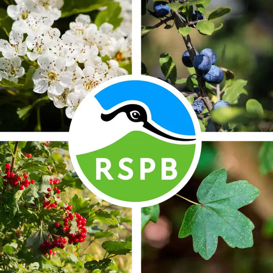 Bird Friendly Economy Mixed Native Hedging