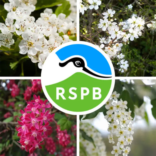 Bird Friendly Flowering Mixed Native Hedging