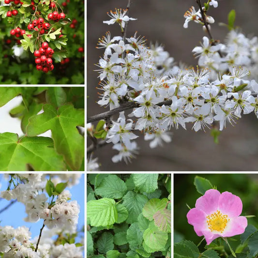 Blackthorn Based Mixed Native Hedging