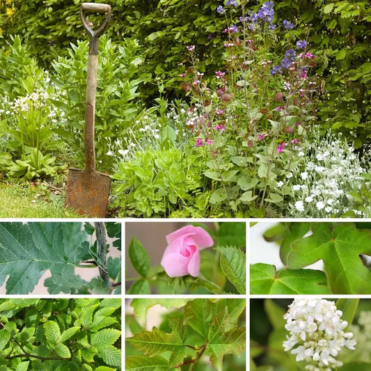 Evergreen Mixed Native Hedging