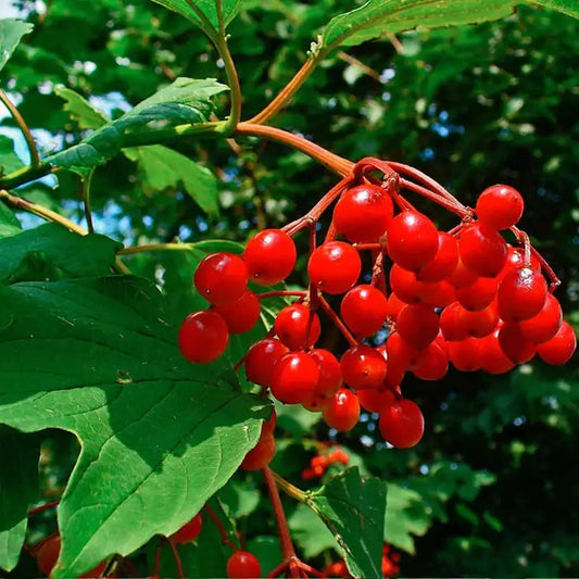 Guelder Rose Hedge (Viburnum opulus)