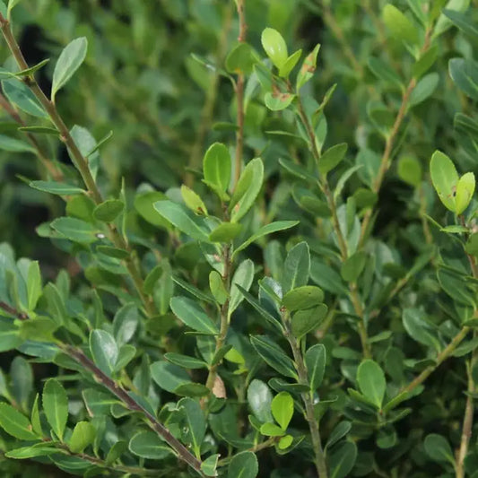 Japanese Holly (Ilex Crenata) Topiary