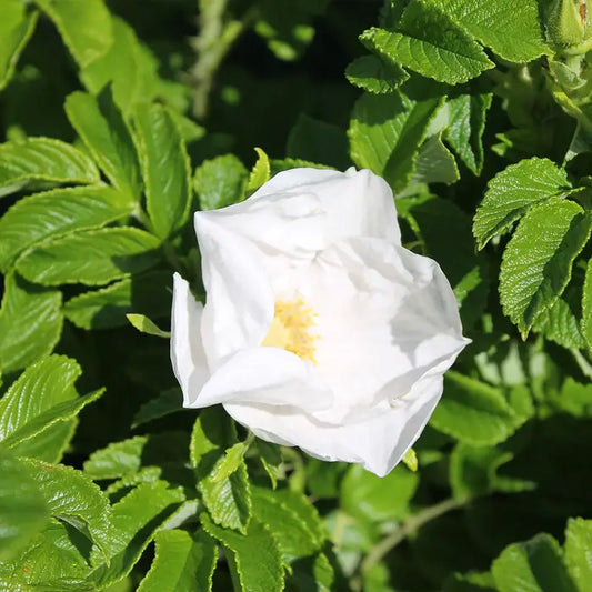 White Ramanus Rose Hedge (Rosa Rugosa 'Alba')