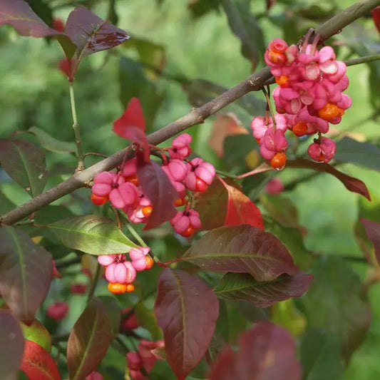 Spindle Hedge (Euonymus europaeus)