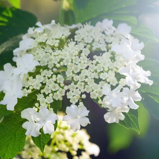 Wayfaring Tree Hedge (Viburnum lantana)
