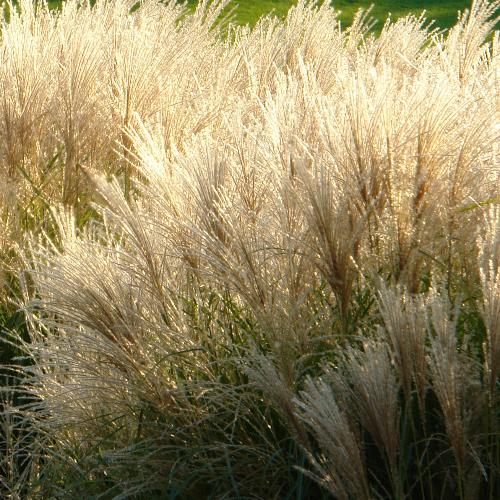 Adagio-Maiden-Grasses-2