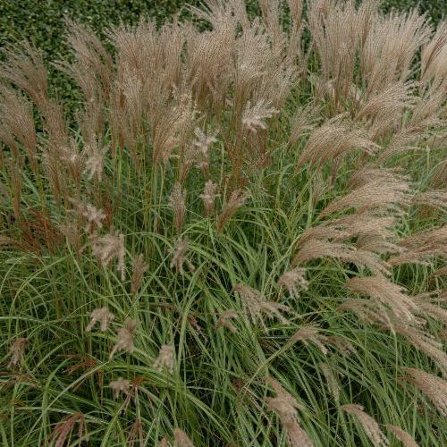 Adagio-Maiden-Grasses-3