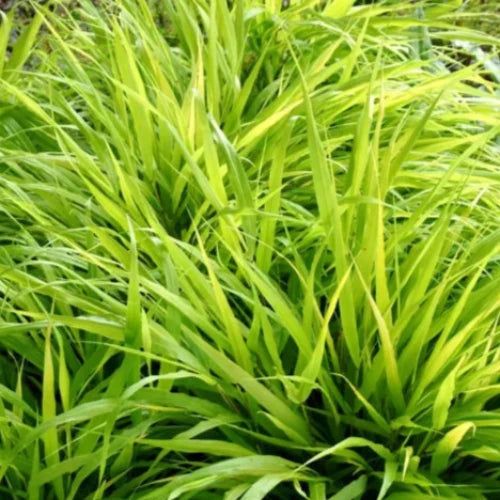 All-Gold-Japanese-Forest-Grasses-2