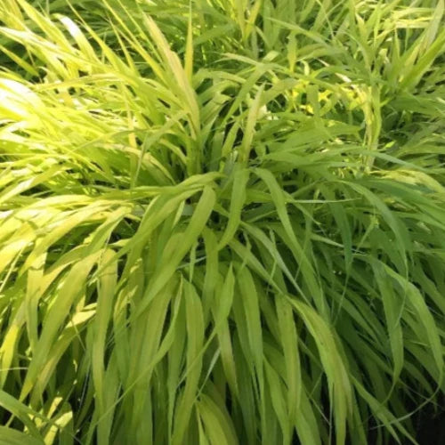 All-Gold-Japanese-Forest-Grasses-3