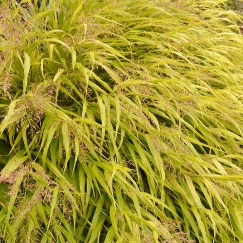 All-Gold-Japanese-Forest-Grasses-5