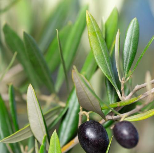 Ancient-Olive-Exotic-Trees-3