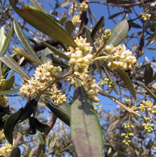 Ancient-Olive-Exotic-Trees-4