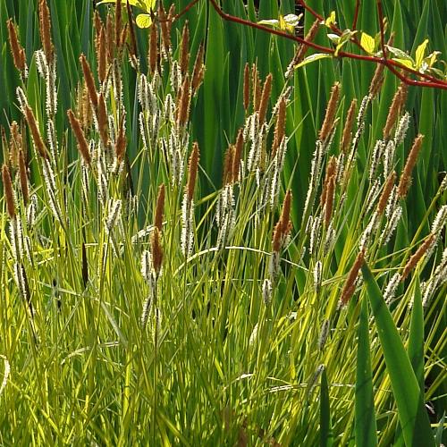 Aurea Sedge Ornamental Grasses (Carex Elata Aurea)