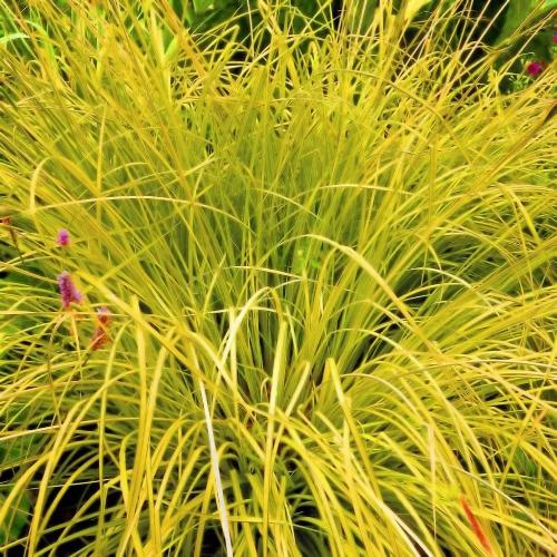 Aurea-Sedge-Grasses-3