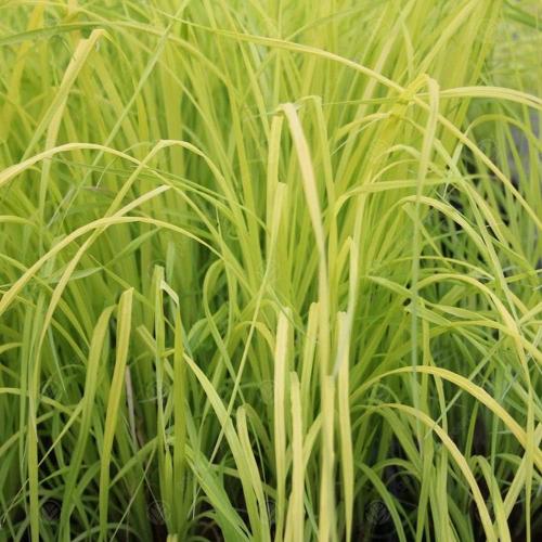 Aurea-Sedge-Grasses-4