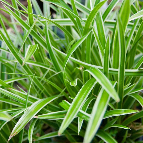 Aureovariegated-Japanese-Sedge-Grasses-2