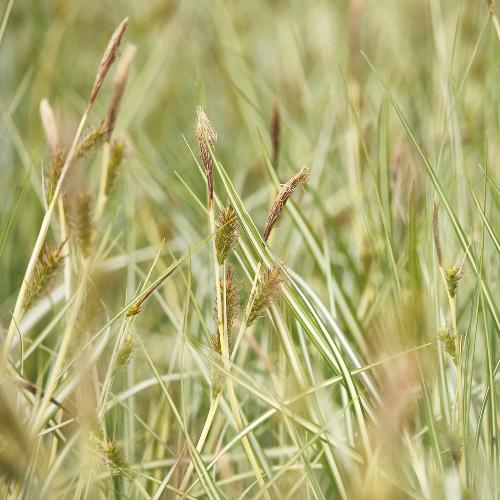 Aureovariegated-Japanese-Sedge-Grasses-3