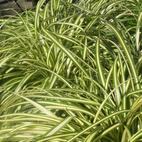 Aureovariegated-Japanese-Sedge-Grasses-4