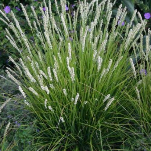 Autumn-Moor-Grasses-2