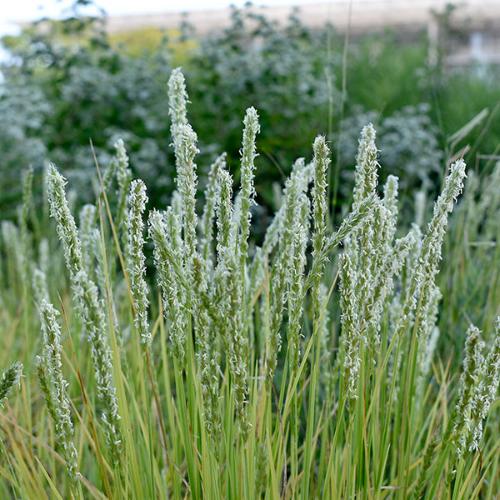Autumn-Moor-Grasses-3
