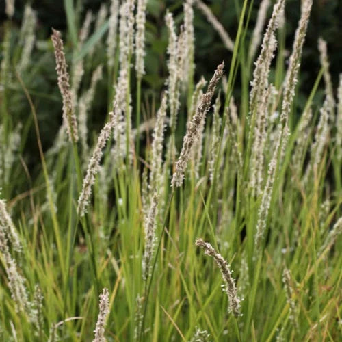 Autumn-Moor-Grasses-4