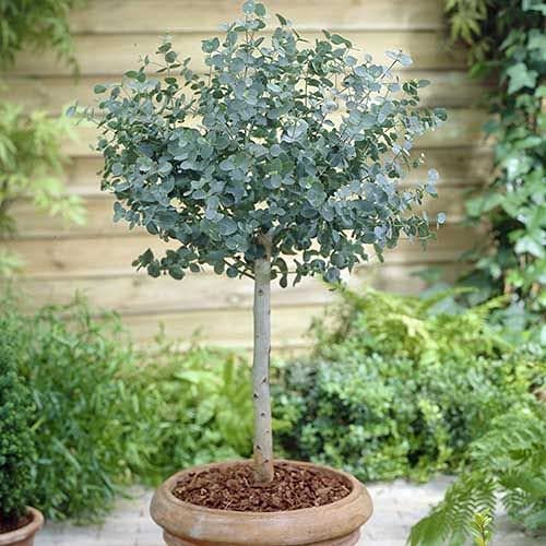 Azura-Cider-Gum-Tree-2