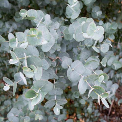 Azura-Cider-Gum-Tree-3