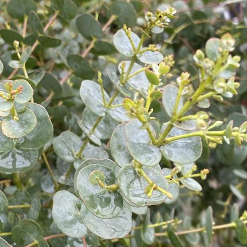 Azura-Cider-Gum-Tree-4