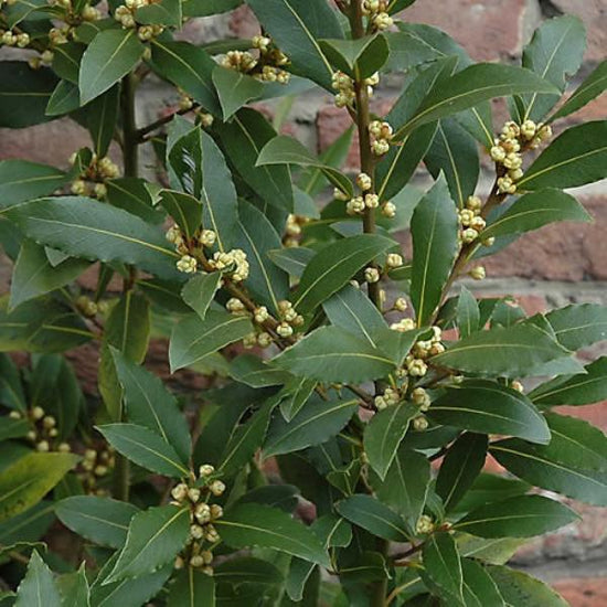Bay-Laurel-Ornamental-tree-2