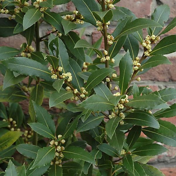 Bay-Laurel-Ornamental-tree-2