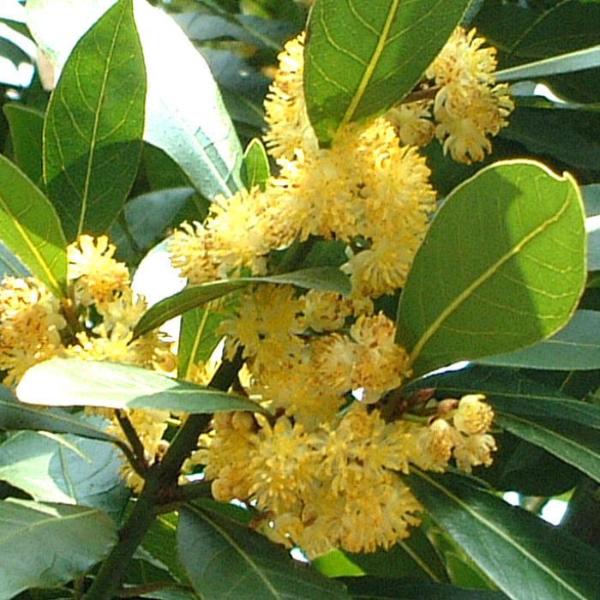 Bay-Laurel-Ornamental-tree-3