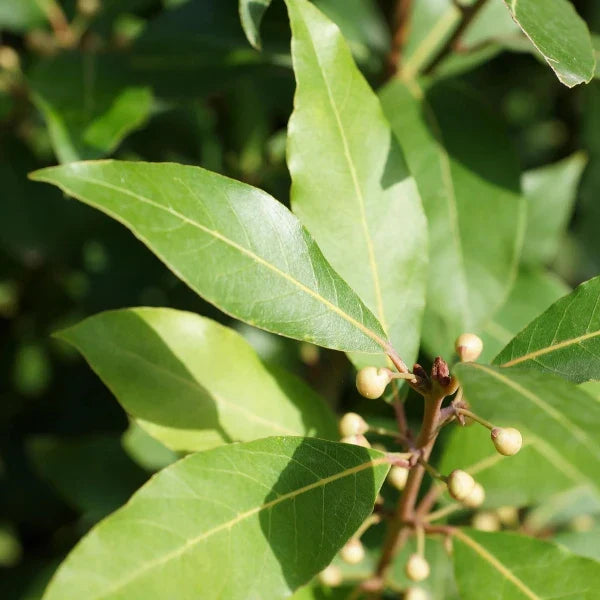 Bay-Laurel-Ornamental-tree-4