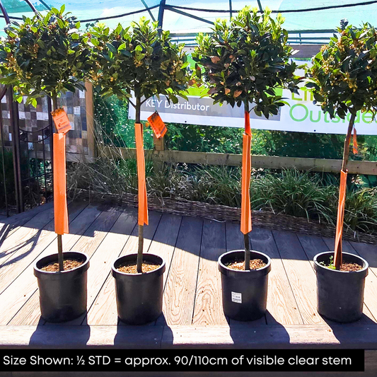 Bay Laurel Ornamental Tree Pot Grown 9L 125/150cm