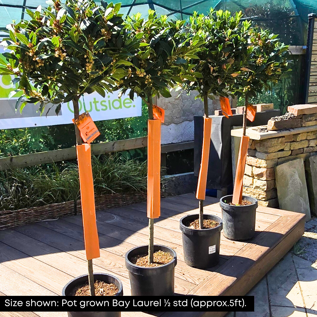 //www.everythinglandscaping.co.uk/cdn/shop/files/Bay_Laurel_Pot_1_2_STD.png?v=1770804150