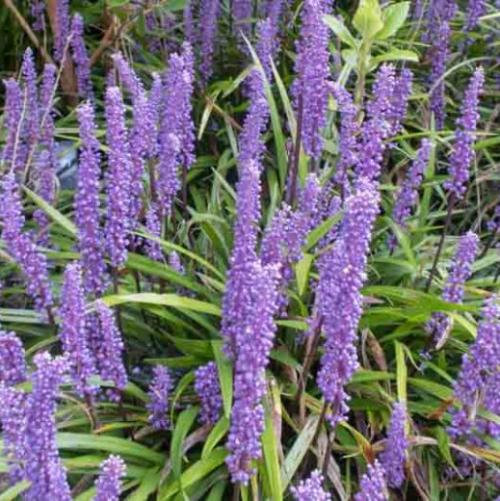 Big Blue Lilyturf Ornamental Grasses (Liriope Muscari Big Blue)