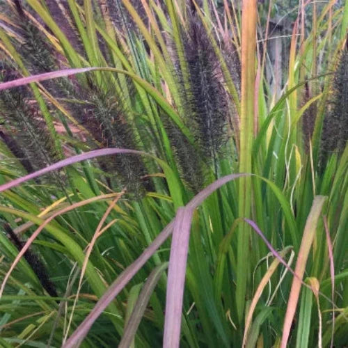 Black-Beauty-Fountain-Grasses-2