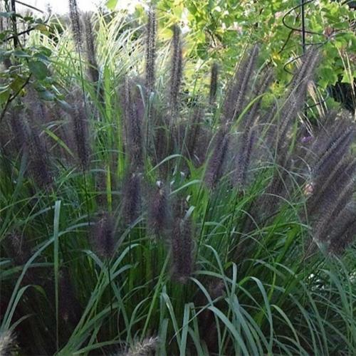 Black-Beauty-Fountain-Grasses-3
