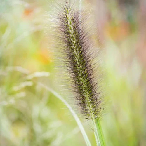 Black-Beauty-Fountain-Grasses-4
