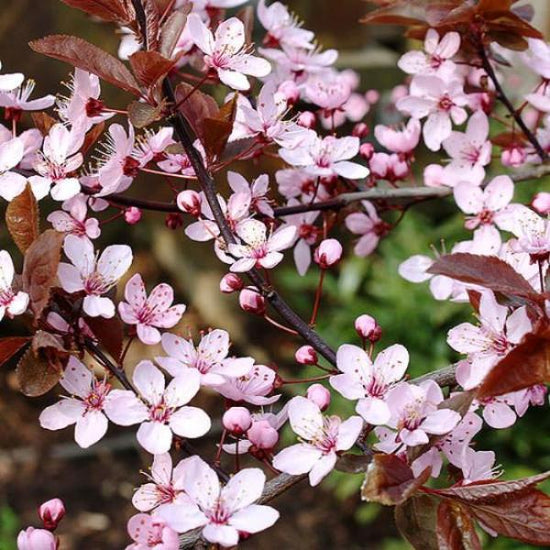 Black-Cherry-Ornamental-Tree-2
