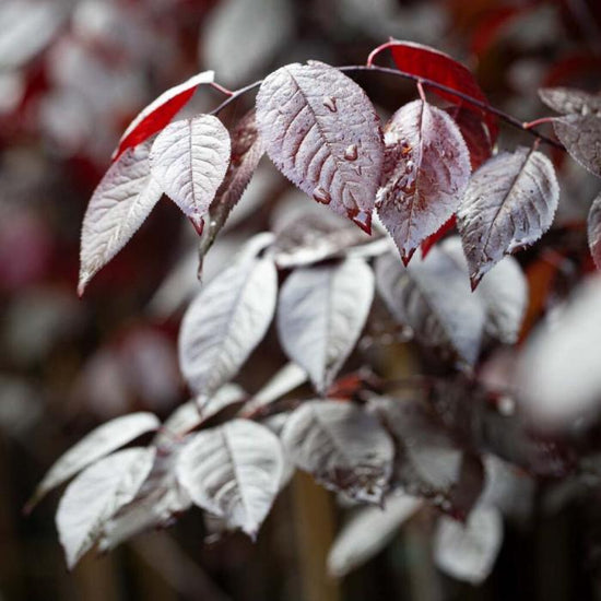 Black-Cherry-Ornamental-Tree-4