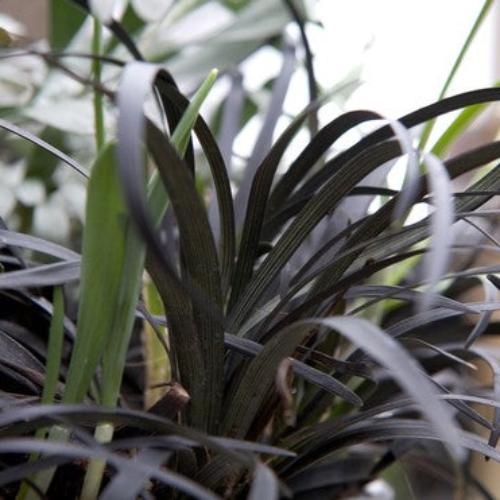 Black-Mondo-Ornamental-Grasses-2