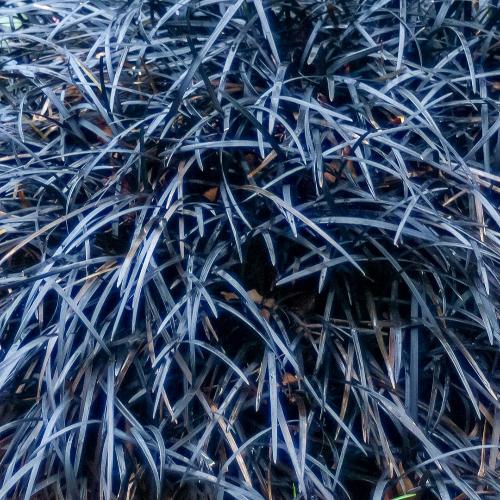 Black-Mondo-Ornamental-Grasses-3