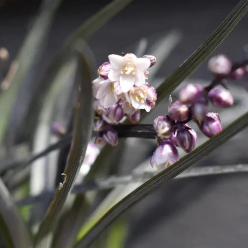 Black-Mondo-Ornamental-Grasses-4