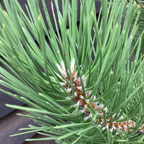 European Black Pine Tree...