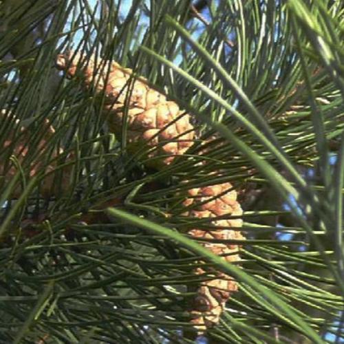 Black-Pine-Ornamental-Tree-2