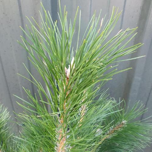 Black-Pine-Ornamental-Tree-3